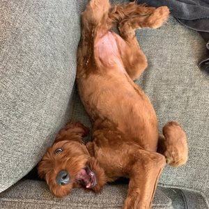 Meet your Posher, Bailey